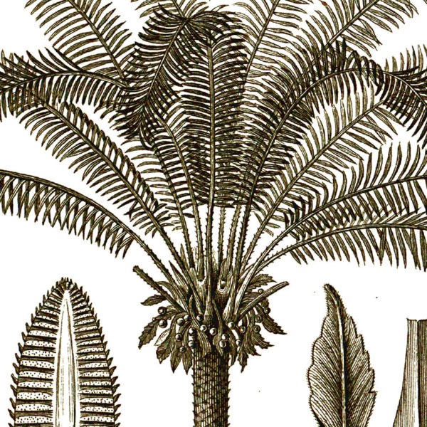 Gros plan - Cycas Circinalis