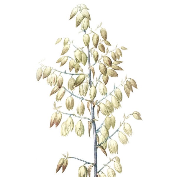 Gros plan - Yucca Gloriosa