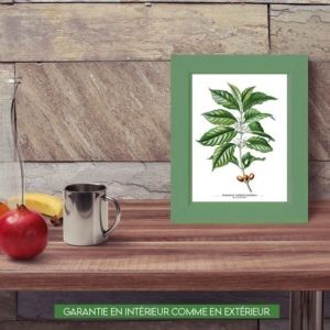 Branche de café - 30x40cm