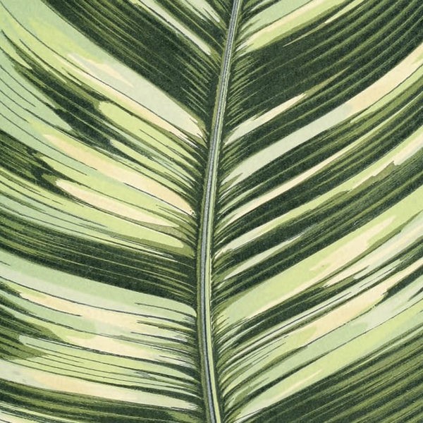 Gros plan - Calathea Taeniosa