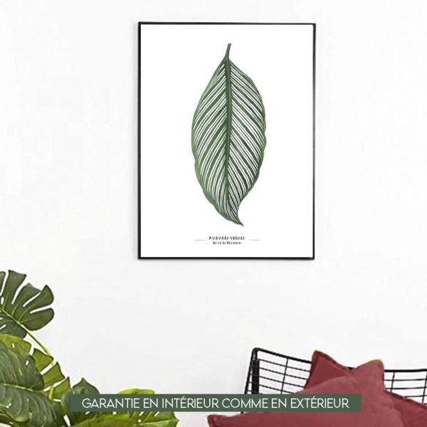 Maranta Vitatta - 60x40cm