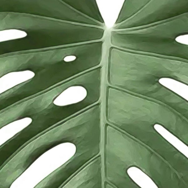 Gros plan - Monstera