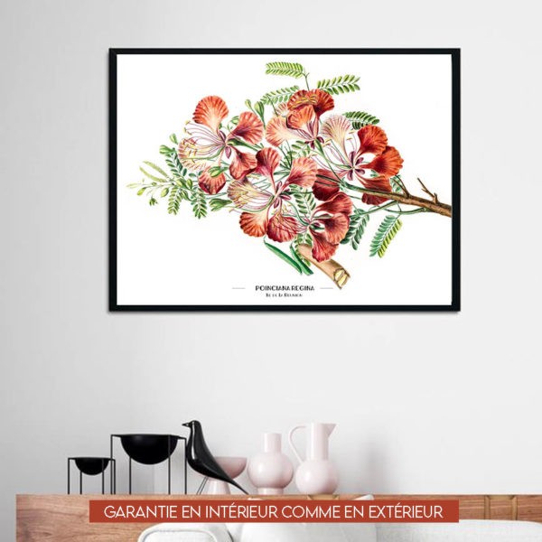 Branche de flamboyant - 60x80cm