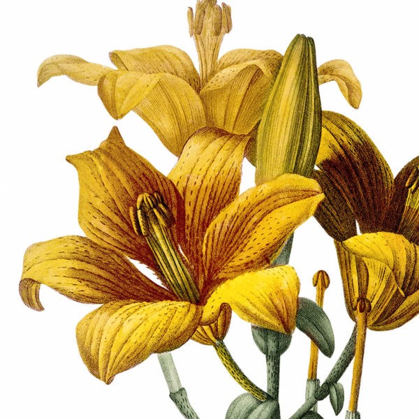 Gros plan - Lilium Bulliferum