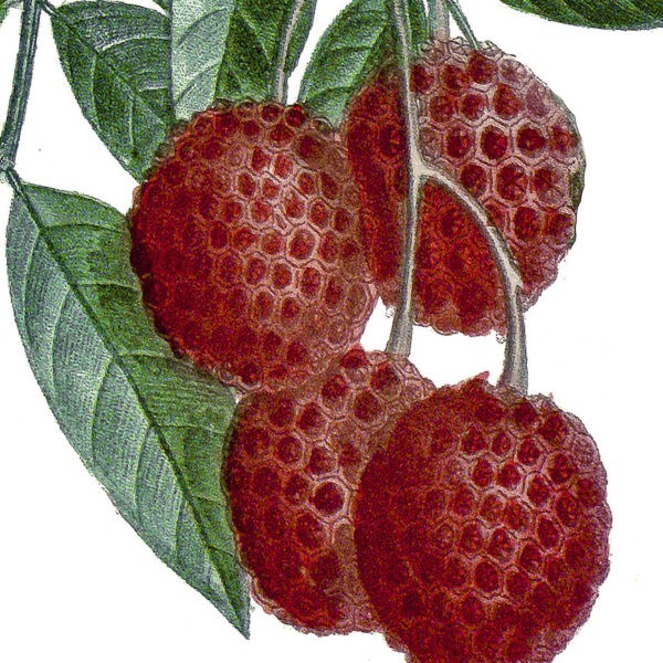 Gros plan - Litchis