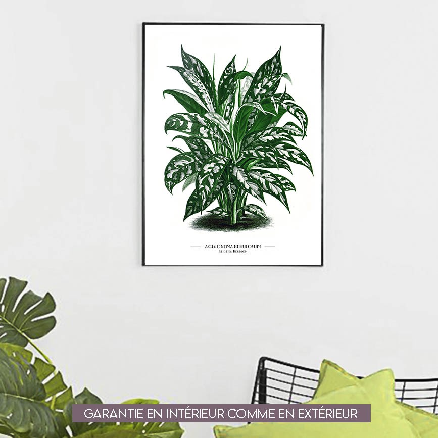 Aglaonema Nebulonum - 60x80cm