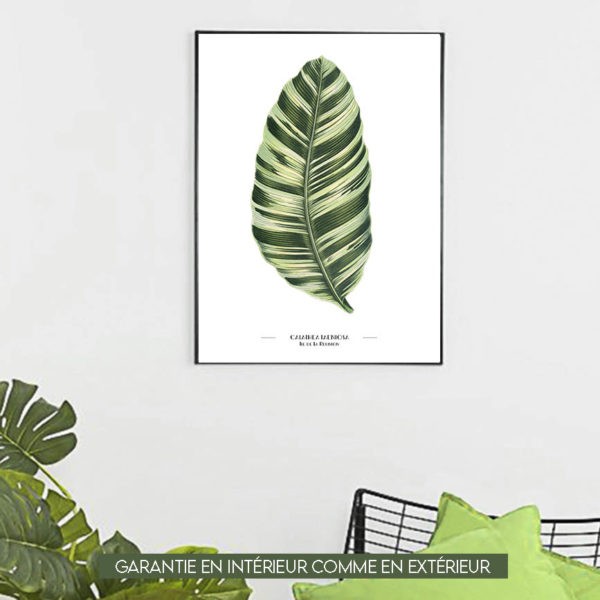 Calathea Taeniosa - 60x80cm