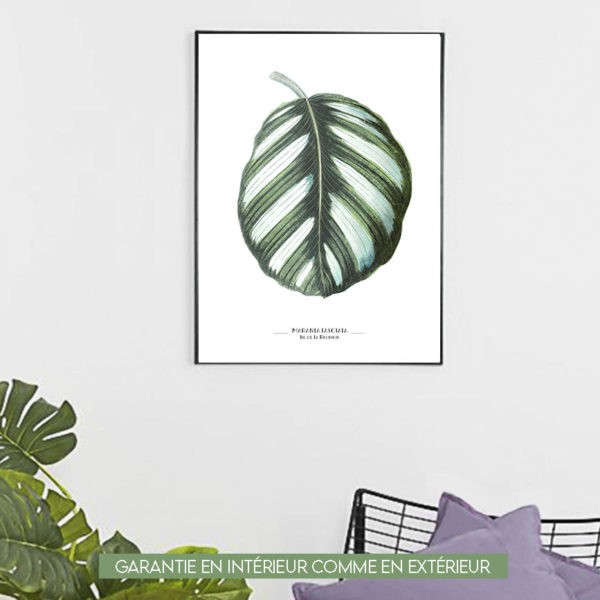 Maranta Fasciata - 60x80cm