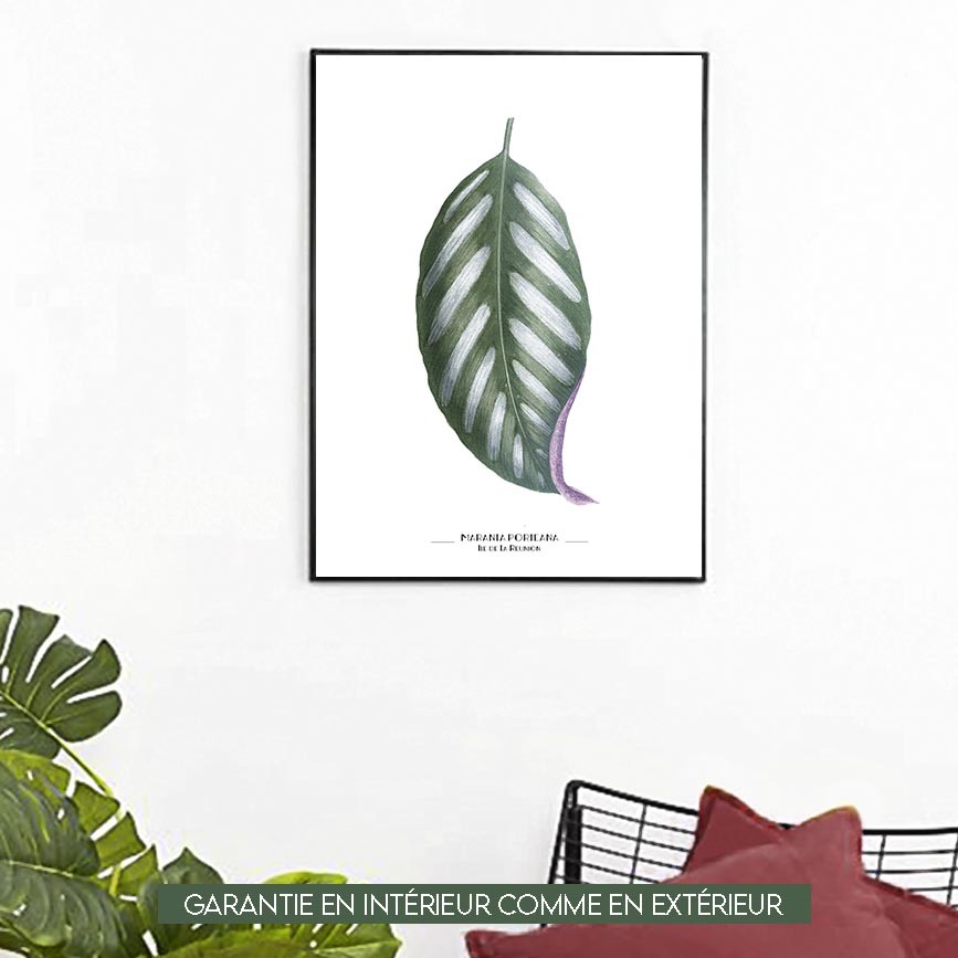 Maranta Porteana - 60x80cm