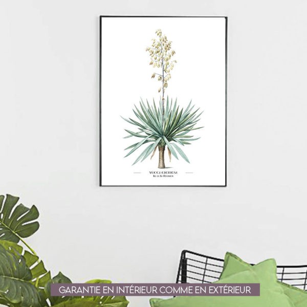 Yucca Gloriosa - 60x80cm