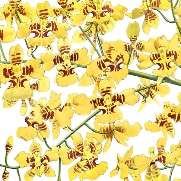 Gros plan - Oncidium Aurosum