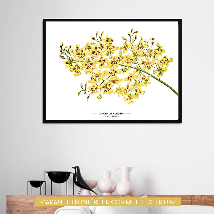 Oncidium Aurosum - 60x80cm