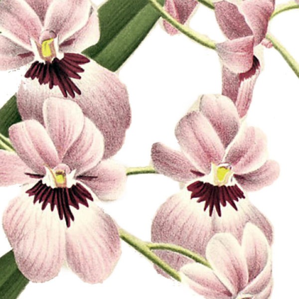 Gros plan - Miltonia Vexillaria