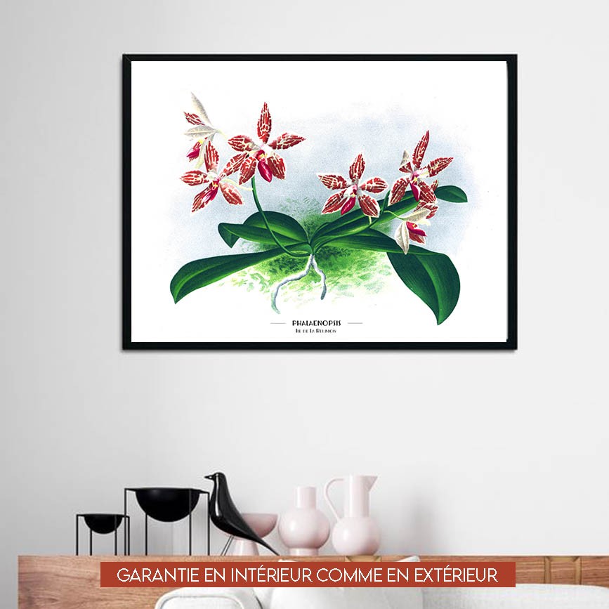 Phaleonopsis - 60x80cm