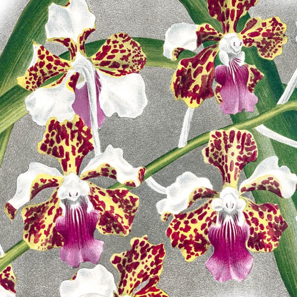 Gros plan - Vanda Tricolor