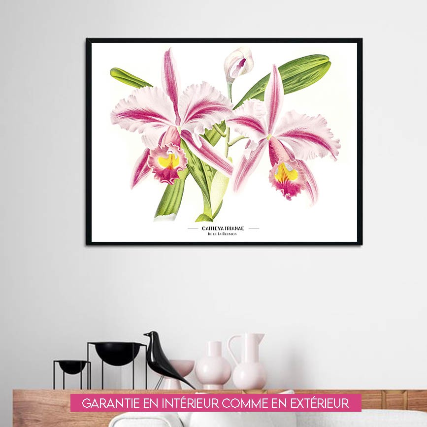 Cattleya Trianae - 60x80cm