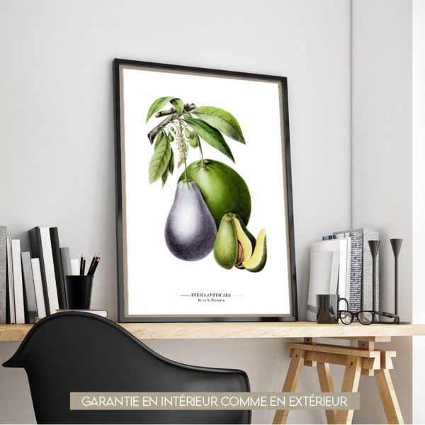 Avocat - 60x80cm