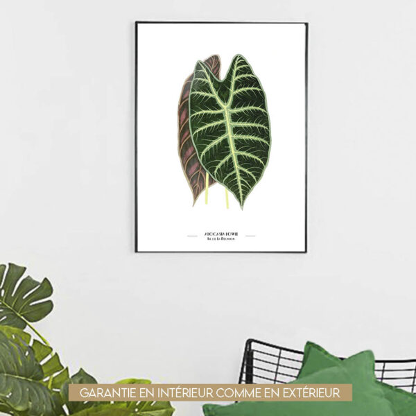 Alocasia - 60x80cm