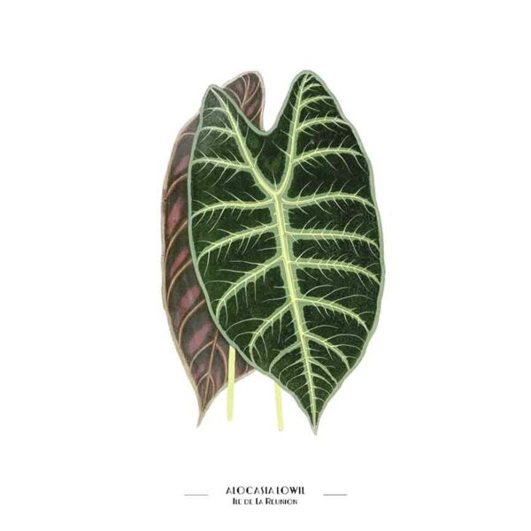 gros plan produit FLEURES - alocasia