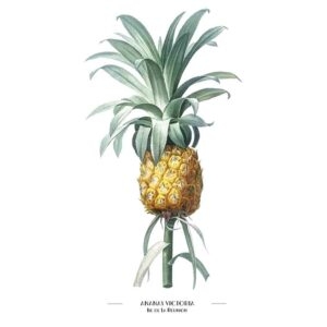 gros plan produit FRUITS ananas