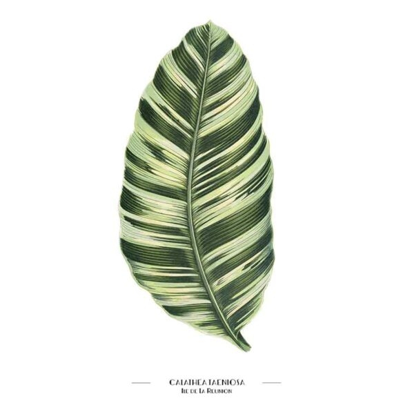 gros plan produit FLEURES - calathea taeniosa