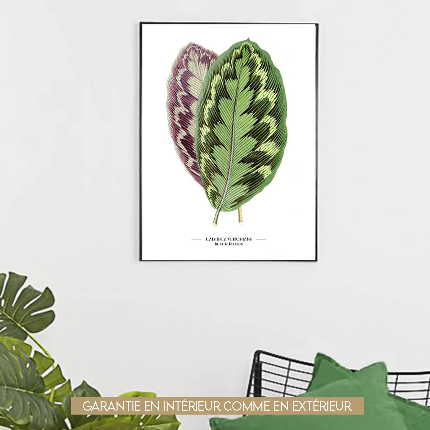 Calathea Veitchiana - 60x80cm