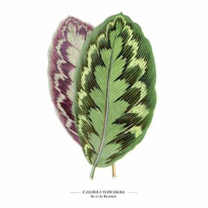 Calathea veitchiana
