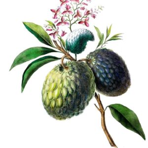 Illustration botanique ancienne de zattes Annona squamosa de La Réunion, avec fruits, feuilles et fleurs.