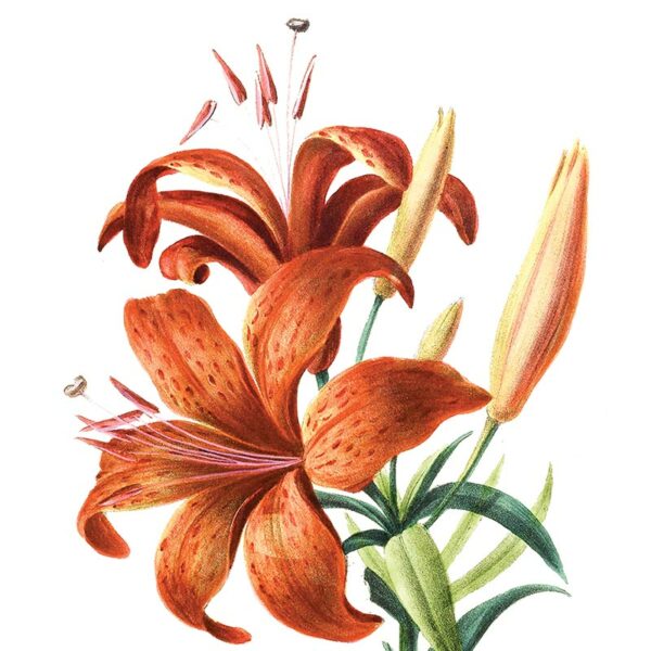 Gros plan - Lilium Lancifolium