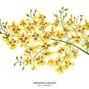 Vignette - Oncidium Aurosum