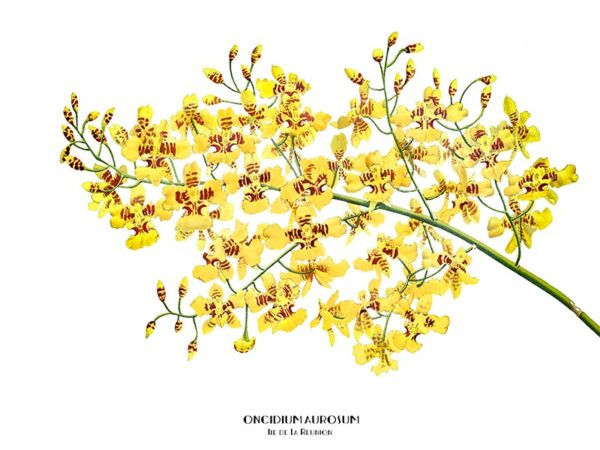 Vignette - Oncidium Aurosum