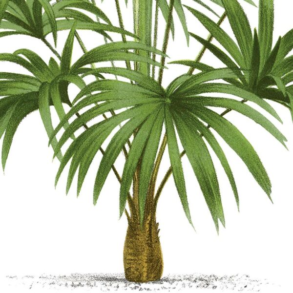 Gros plan - CHAMAEROPS TRACHYCARPUS