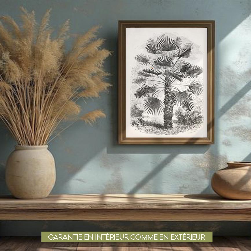 chemoerops humilis nb 30x40cm