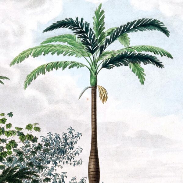 Iriartea_ventricosa gros plan