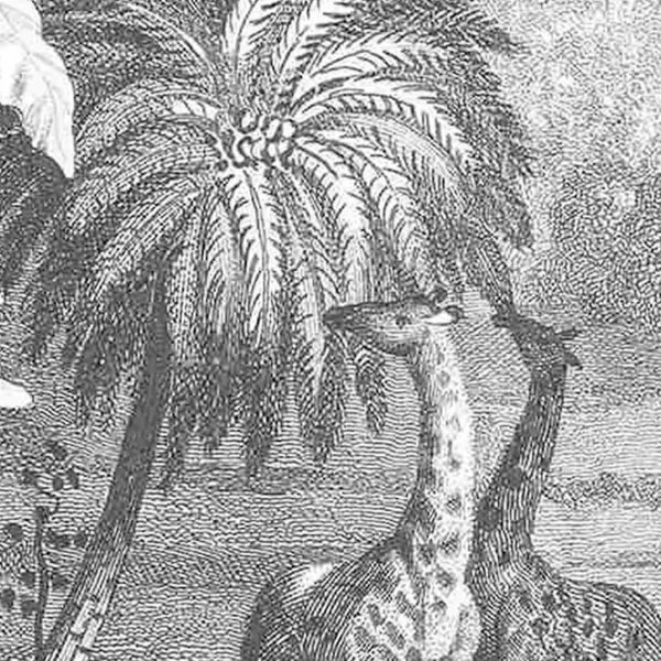 gabarit produits 2025 Kakemono Girafe 02 gros plan